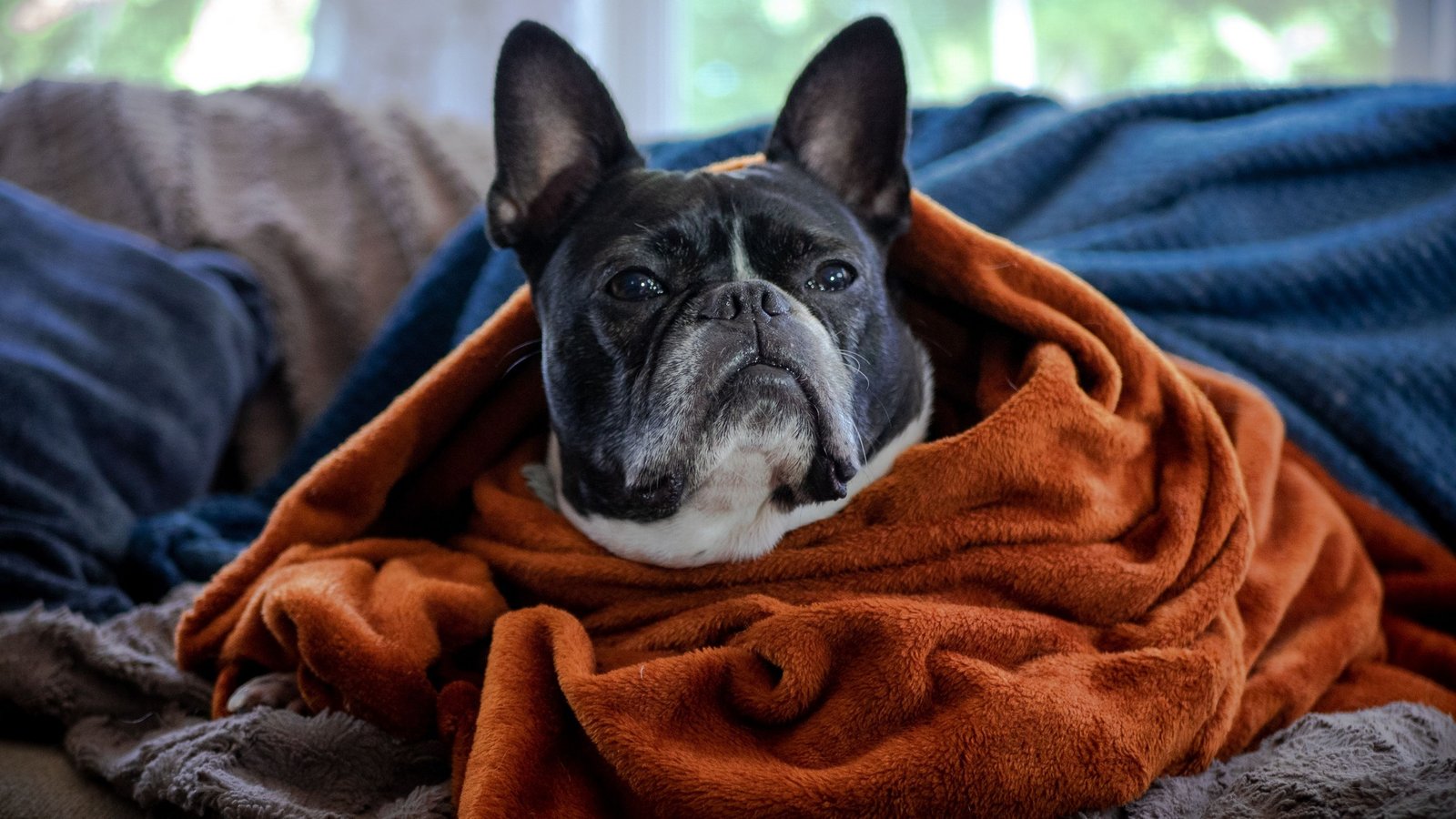 Hund liegt auf einer Fleece-Hundedecke